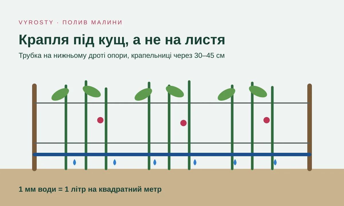 Схема: ряд малини, трубка з крапельницями на нижньому дроті опори й краплі під кущами