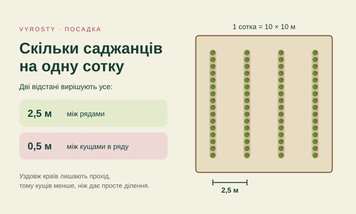 Схема однієї сотки: ряди малини через 2,5 м, кущі в ряду через 0,5 м і прохід уздовж країв