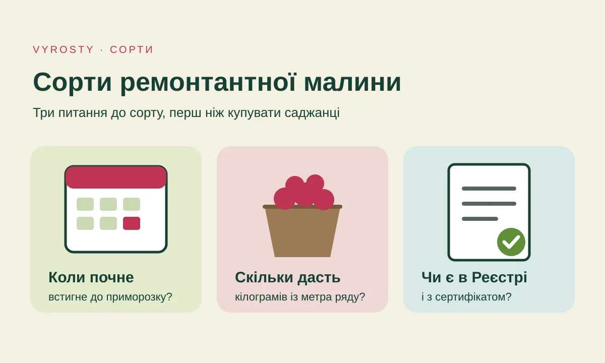 Схема: календар, кошик ягід і документ із позначкою — строк, урожай і Реєстр як три питання до сорту