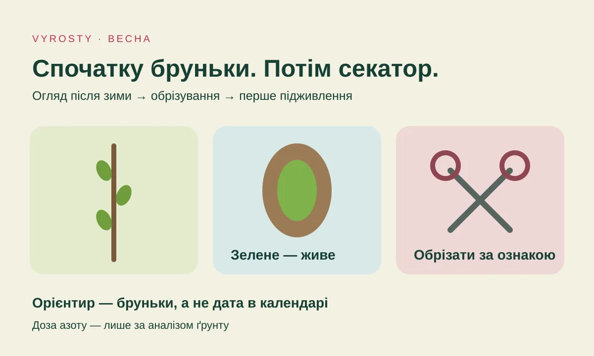 Схема: пагін малини з набубнявілими бруньками, секатор і розріз бруньки з живим зеленим центром
